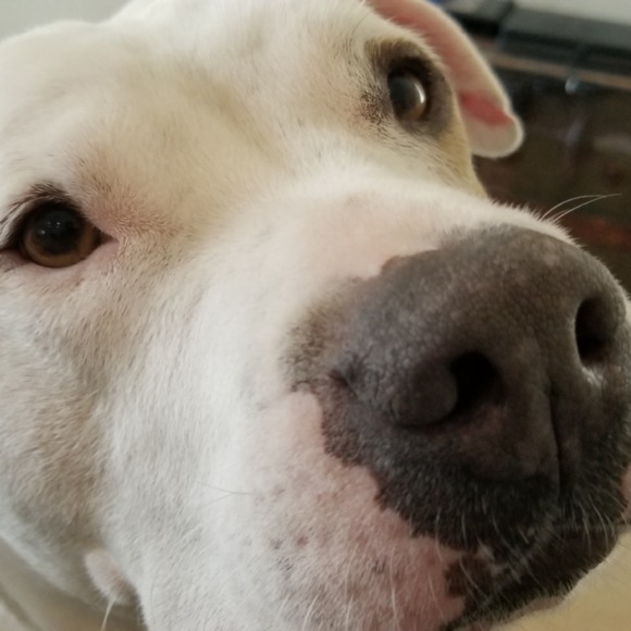 judebully